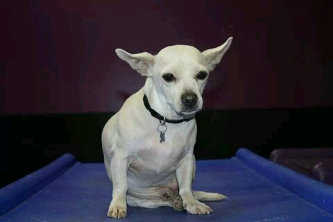 spocktherescue's profile picture. A Chihuahua French bull dog mix rescued stray from Los Angeles,CA now living in Canada thanks to Happy Tails Adoption Centre. Moved in Oct 2/13