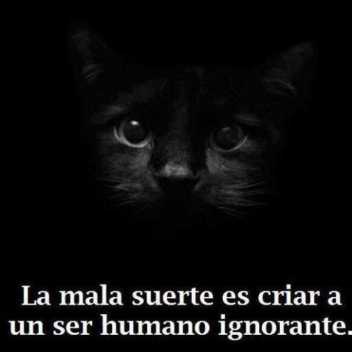 SOLO UNA COSA ME DEFINE, ADORO LOS ANIMALES Y PARA MI SON TAN IGUALES E IMPORTANTES COMO LAS PERSONAS QUE AMO.