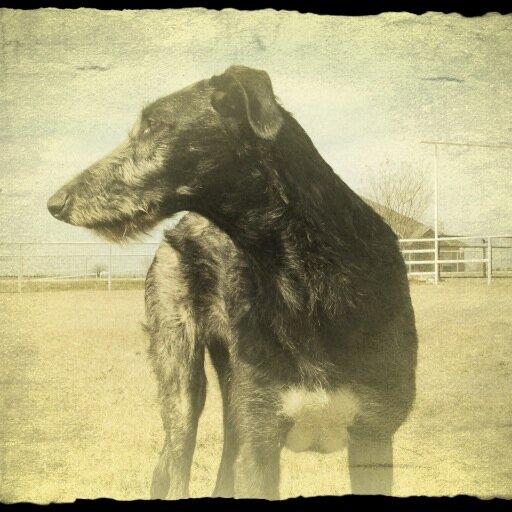 deerhoundjulie's profile picture. I design modern vintage jewelry that is often animal inspired. I love photography, music, art, architecture, design, and of course, dogs!