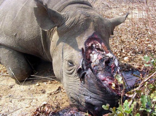 Animal poaching is when any animal is illegally killed. It usually happens when the killer wants something that contains value to it from the animal.