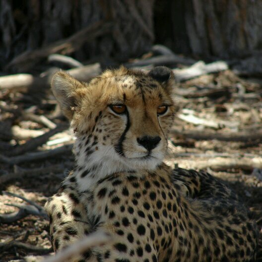 FHRagie's profile picture. Muslim | Earthed scientist | Instructional Designer | Lecturer at Wits Digital Campus | @BushwillowBooks