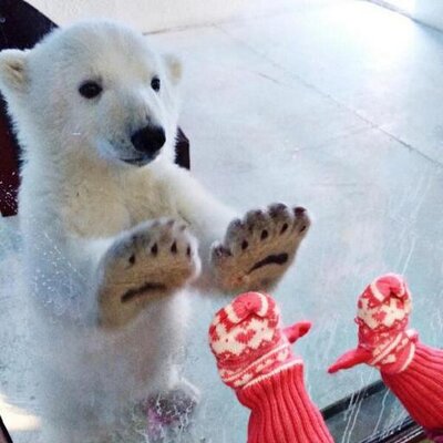 超話題の動物画像集 Wadai Animal Twitter 超話題の動物画像集 Wadai Animal Twitter