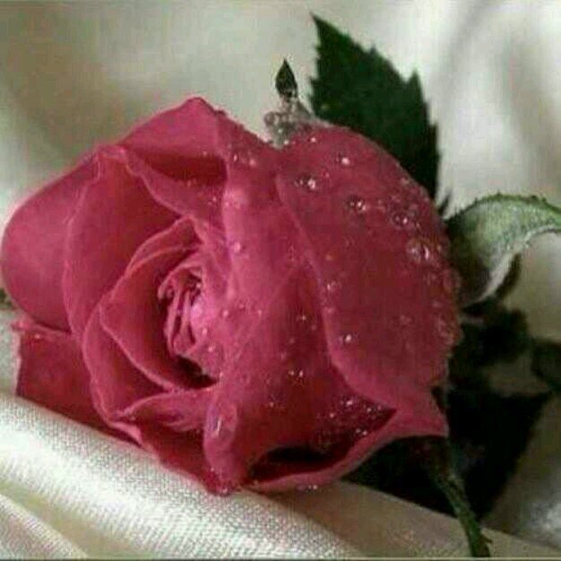 ‏يا هاجر القرآن هجرت سعادتك