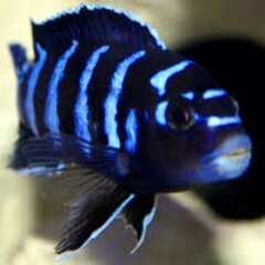 Cicliland's profile picture. Aqui tendras toda la información sobre los Cíclidos Africanos