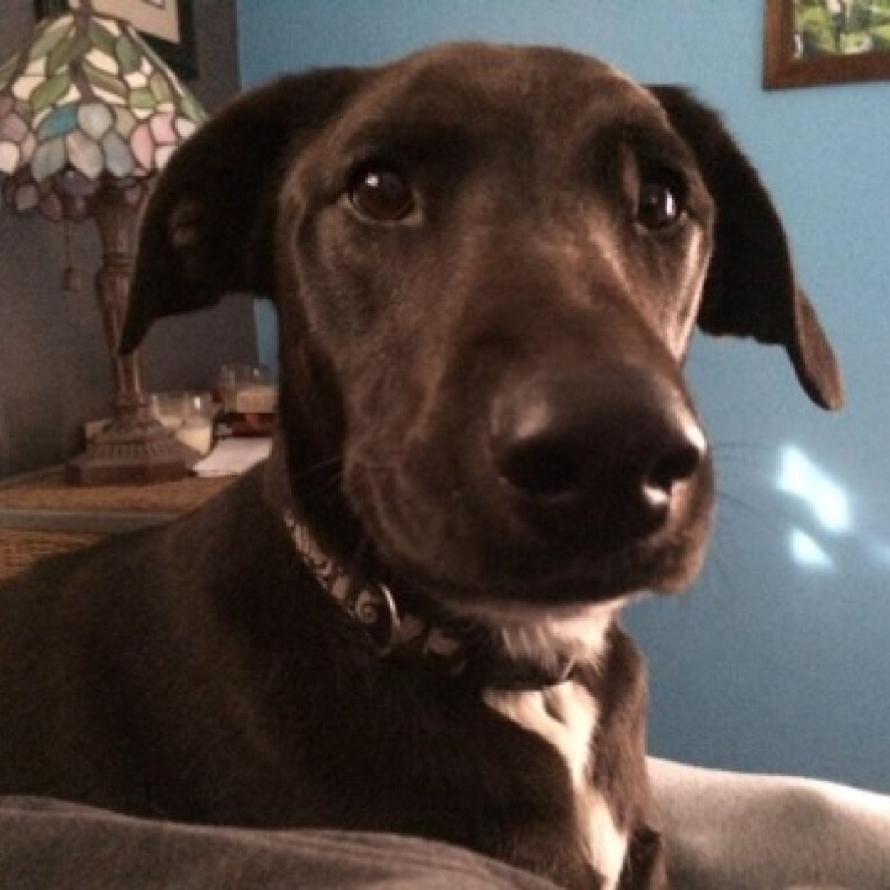 Shark, dog, gremlin. I am the naughtiest dog on Twitter!