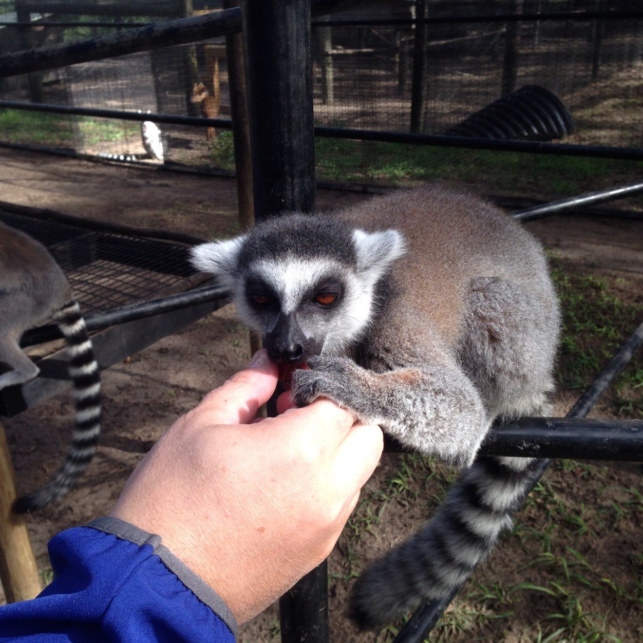 katelclisson's profile picture. travel agent based in Homosassa, FL