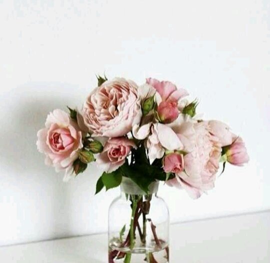 Hi•. Graduate of the University of Princess Noura《section : biology》 ☆Instagram: @sjoojz