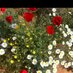 وروود♥ (@anwsa_5) Twitter profile photo