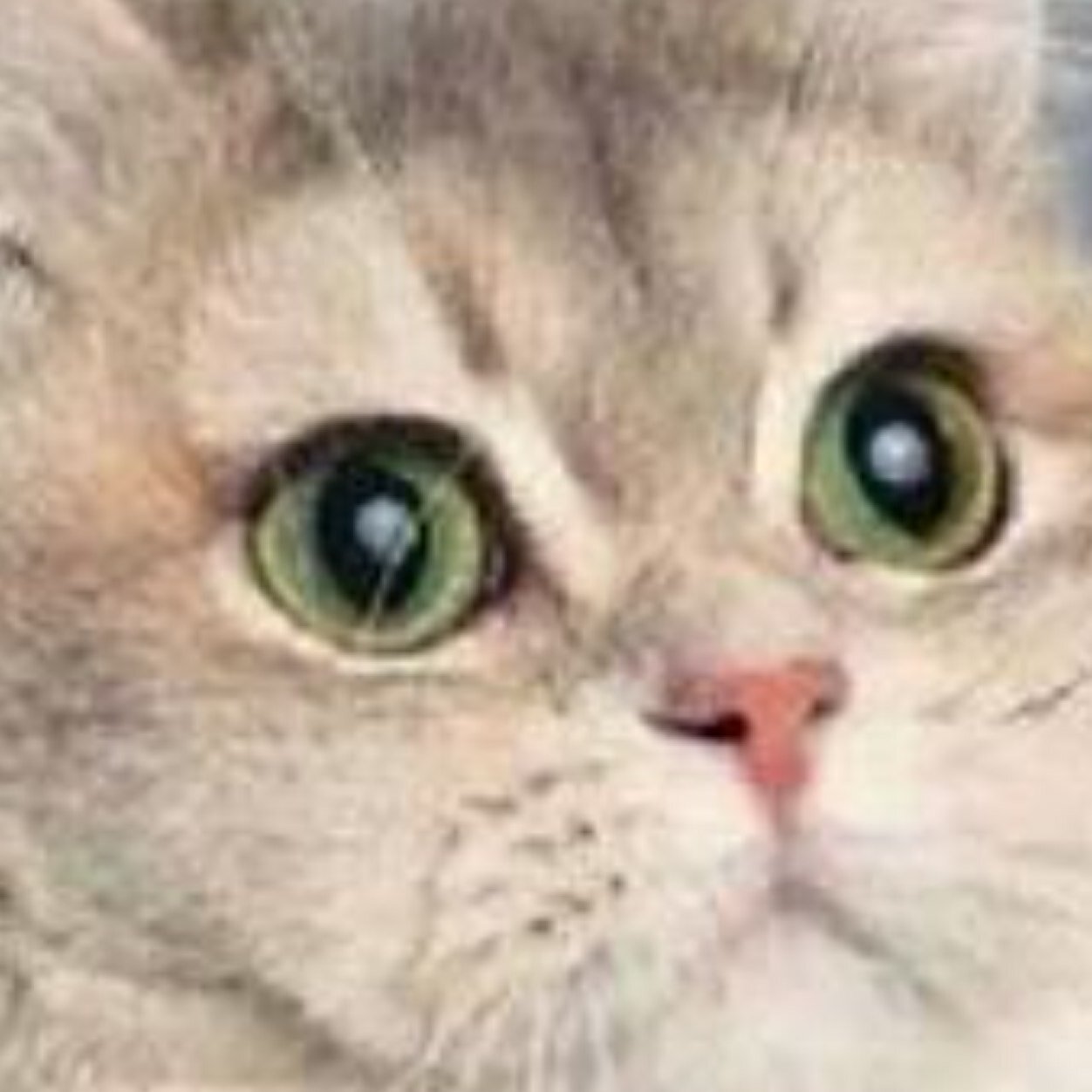 Such cate