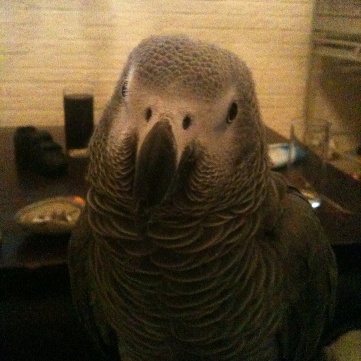 haagscherob69's profile picture. 