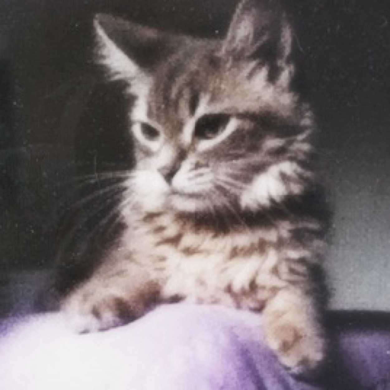 miau