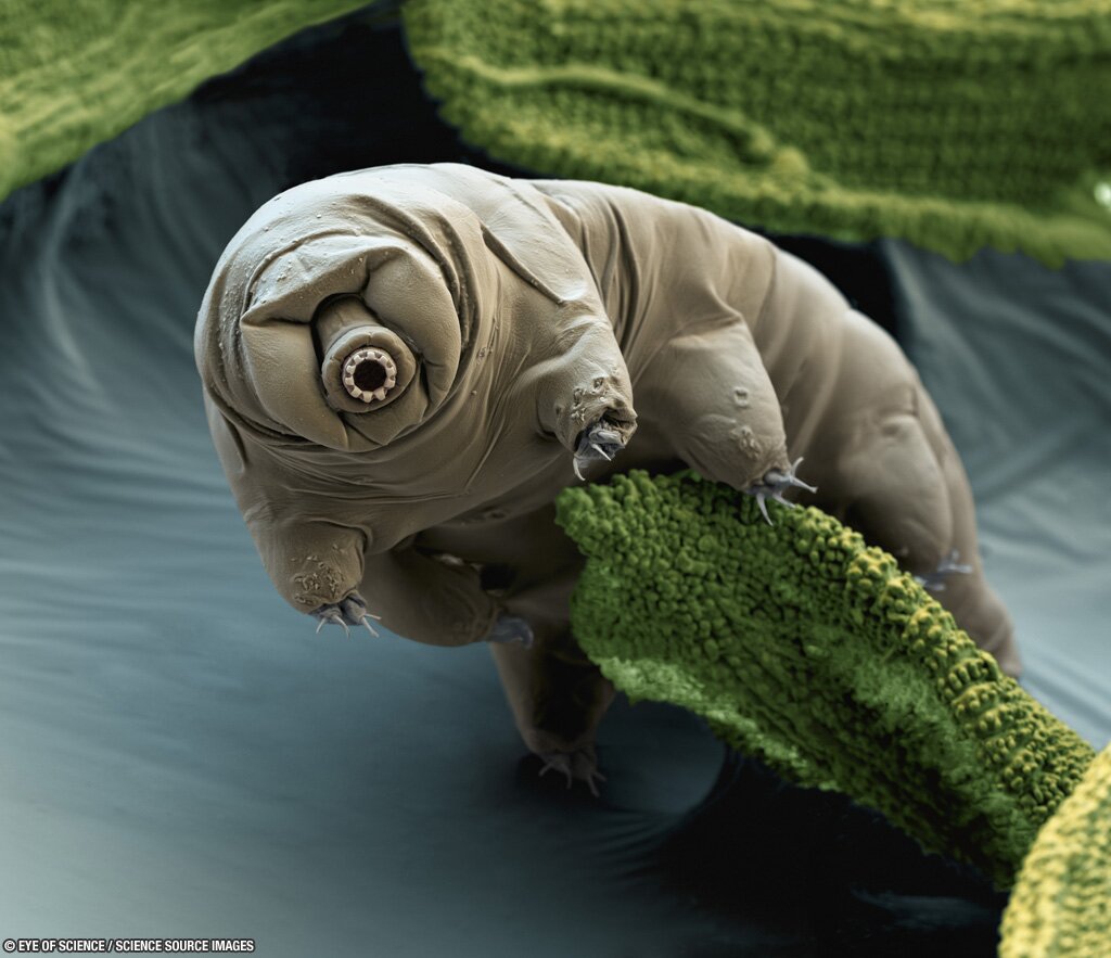 Extremophile. Water Bear. est. ~530 Million years ago. Small life, big #Cosmos.Interested in meeting other Moss Piglets.