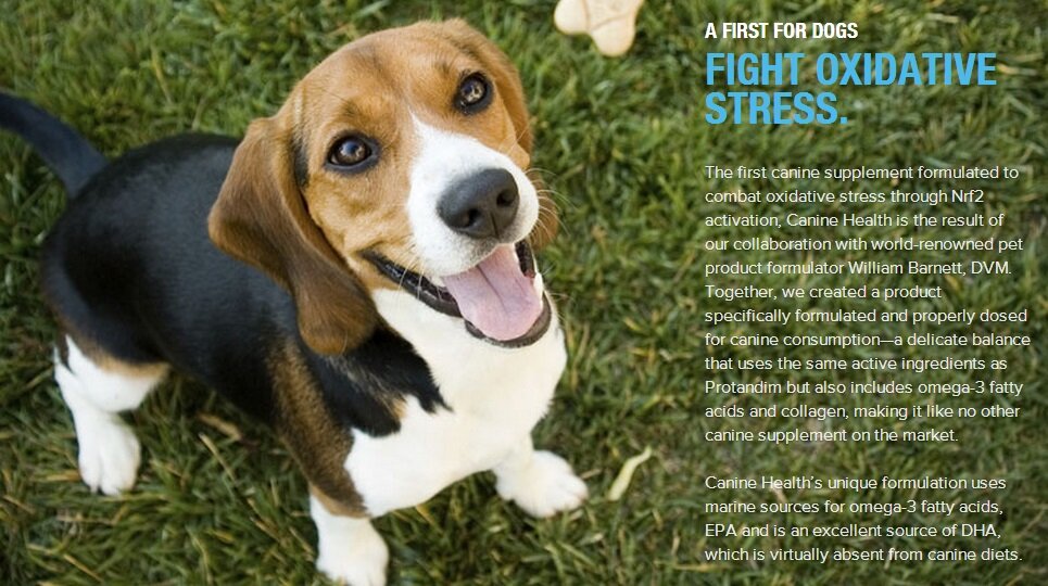 Best dog supplement to keep your happy and healthy. Less trips to the veterinarian, more money in your pockets for fun with the family - http://t.co/bTabPPHlBc