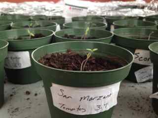 bombdiggityfarm's profile picture. fruits & vegetables | beyond awesomeness since 2014 | 1225 E. Bemes Rd, Crete, IL 60417 | bombdiggityfarm@gmail.com