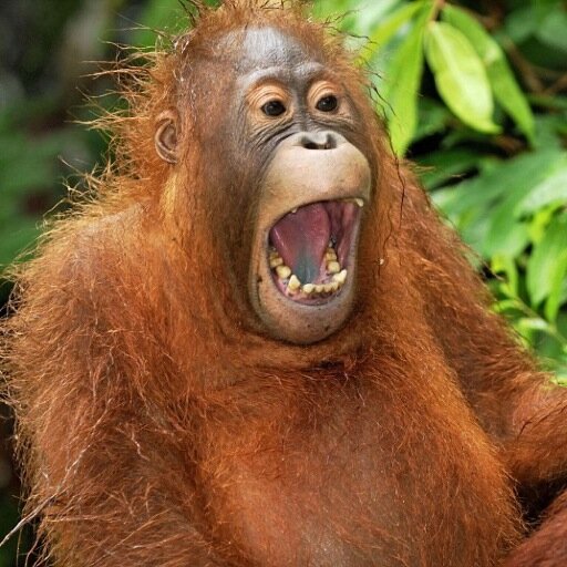 TheWeirdAnimals's profile picture. Tweeting #weird, #funny and #interesting images and facts about #animals, #nature, and the #environment on our #earth