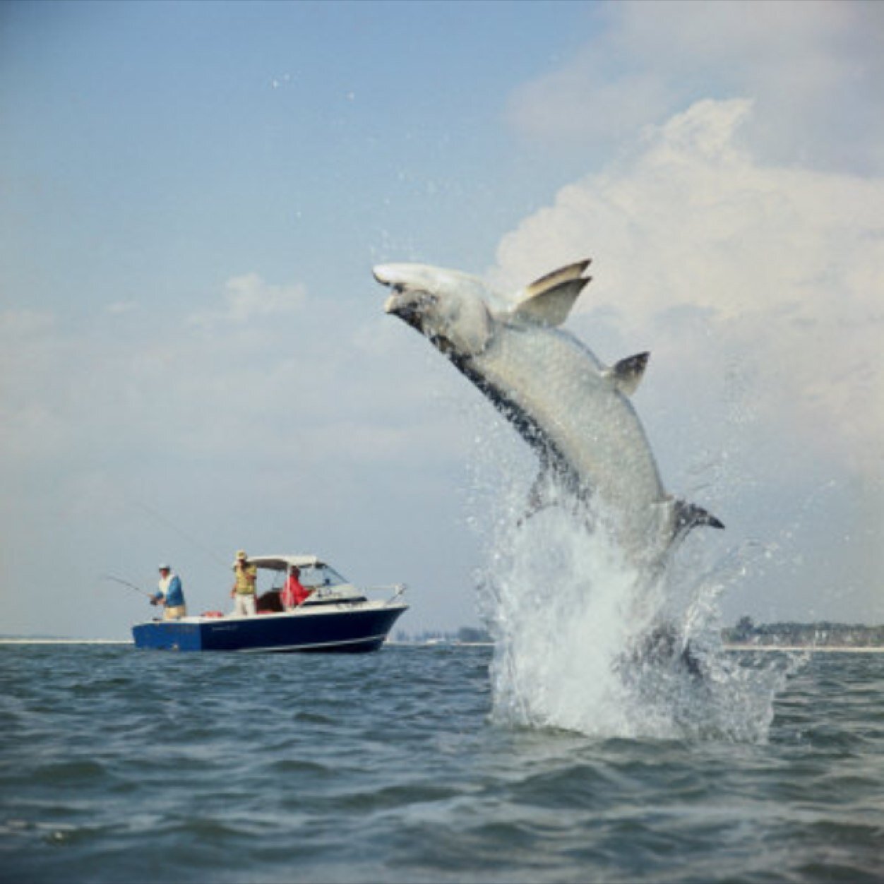 Share photos, tips, and info. about fishing in the Gulf of Mexico #FishingTheGulf