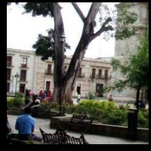 LaAlameda_ACA Profile Picture