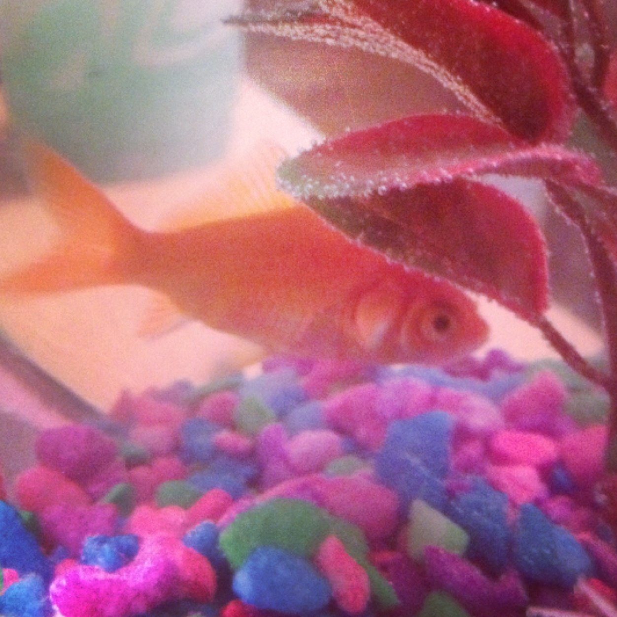 Im a fish with a twitter. Deal with it.