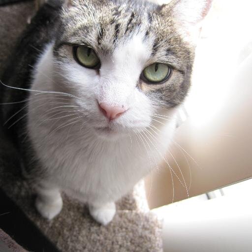 keycat22's profile picture. Cat😻lover!❤🐈