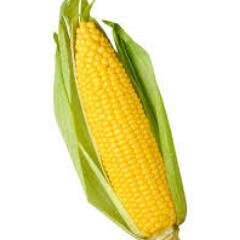 Hi im the Tweeting Corn aka Mazie I just post shit about my life as a corn so yeah enjoy your stay oh and If your a farmer fuck off.