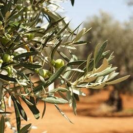 We firmly believe that the best Olive Oil on this earth is made in #Crete #Greece