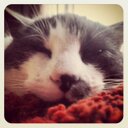 Diane Waldron - @DianeCFWaldron - Twitter