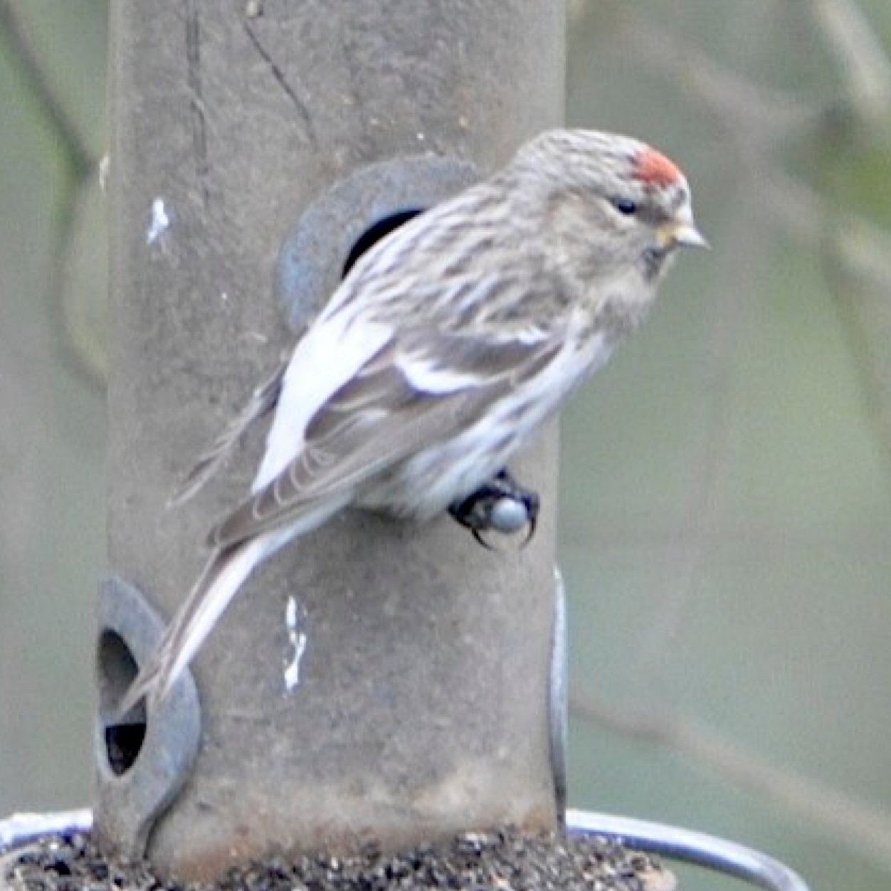 Cheshire birder, Macclesfield area, part time twitcher and hill walker. Manchester United fan. BOU UK list in region of 440. C permit Ringer.