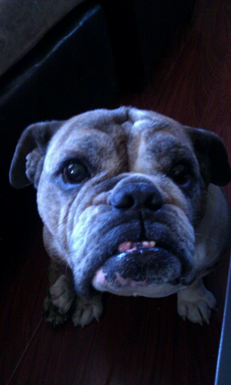 Smoked_BeanBQ's profile picture. Combining my love for smoking foods and the Raiders! @Smoked_Fusion @Raiders  #RaiderNation