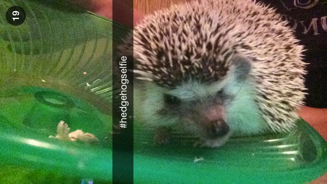 HedgehogHarry69's profile picture. I exercise at 3 in the morning. I love grapes.