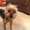 Bella Bennett - @Belladogbig - Twitter