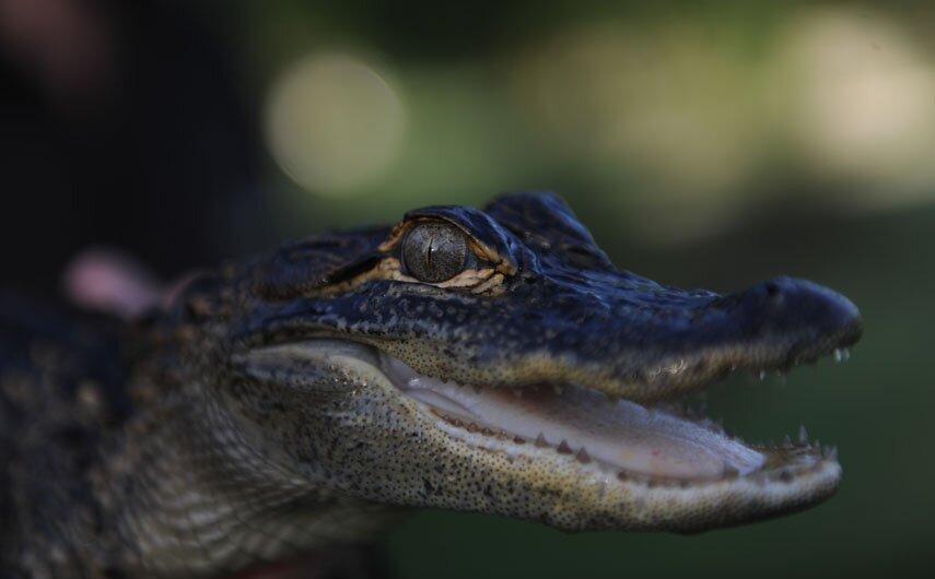 i didn't choose the gator life
the gator life chose me