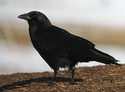 Ithaca_Crows's profile picture. #CrowsBeforeHoes