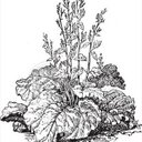 Barbara Hanson - @rubarb_barbara - Twitter