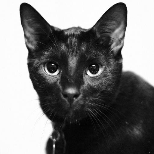 CBSocialClub's profile picture. 