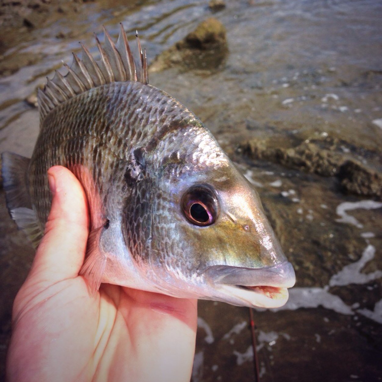 Our blog about chasing wild Australian bass in the creeks and streams around brisbane.