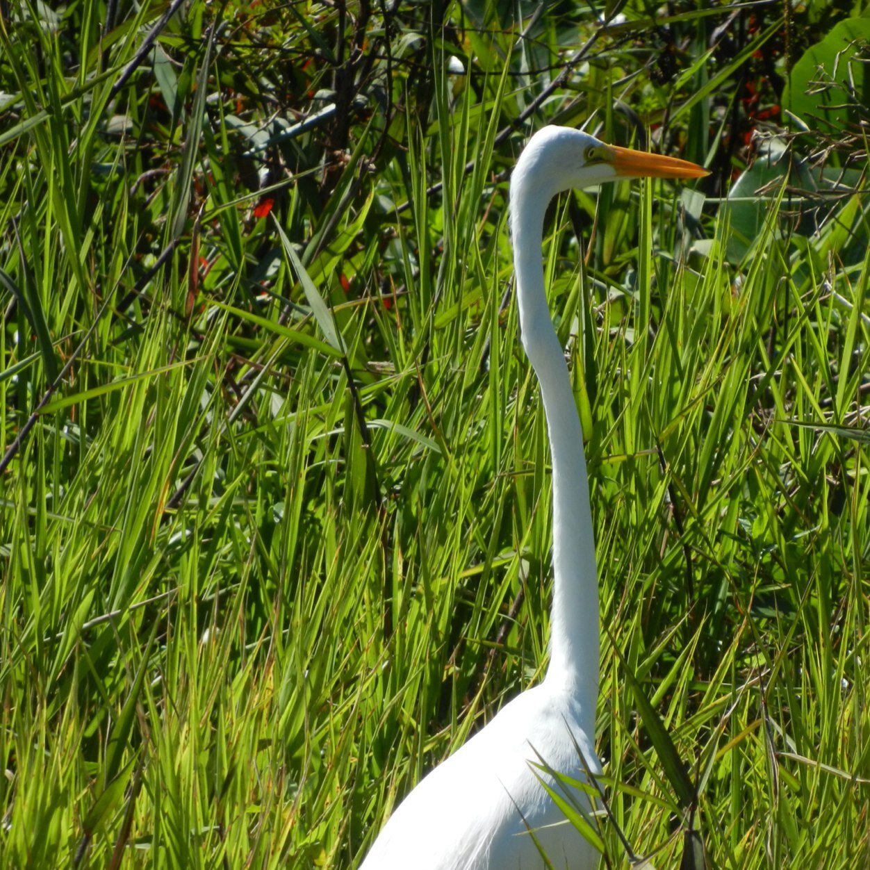 Wife, mother, retired manager of local wild (not pet) bird store, birdwatcher, avid reader, staunch liberal.