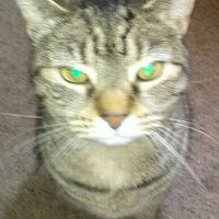 Rhonda (@rhondathecat) 's Twitter Profile