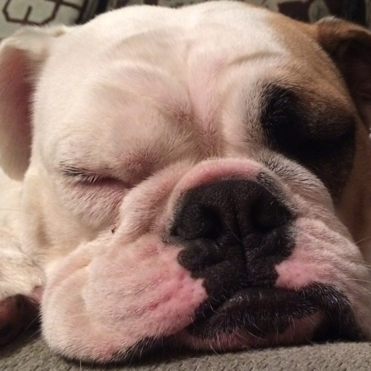 I'm an English Bulldog, born in Kansas and living in Texas. Part-time model, full time drama queen. I have a grain allergy and prefer to have a diet of bacon.