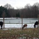 Midge By Carol Deyo - @midgebycarol - Twitter