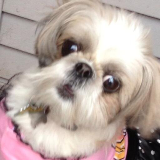 I'm a 6 year hold ShihTzu from Chicago. I'm gonna change this world one pooch at a time!