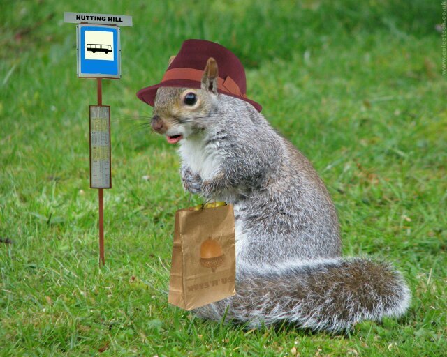 Kentish foody with loads of nuts & lover of tasty morsels. Member of the Silver Squirrels.