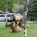 James Kleist - @elkfetcher - Twitter