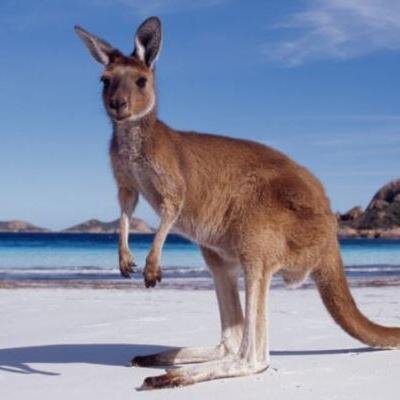 backpackingAus's profile picture. We have a huge range of tours available to you along the west coast, east coast & through the incredible Australian outback.