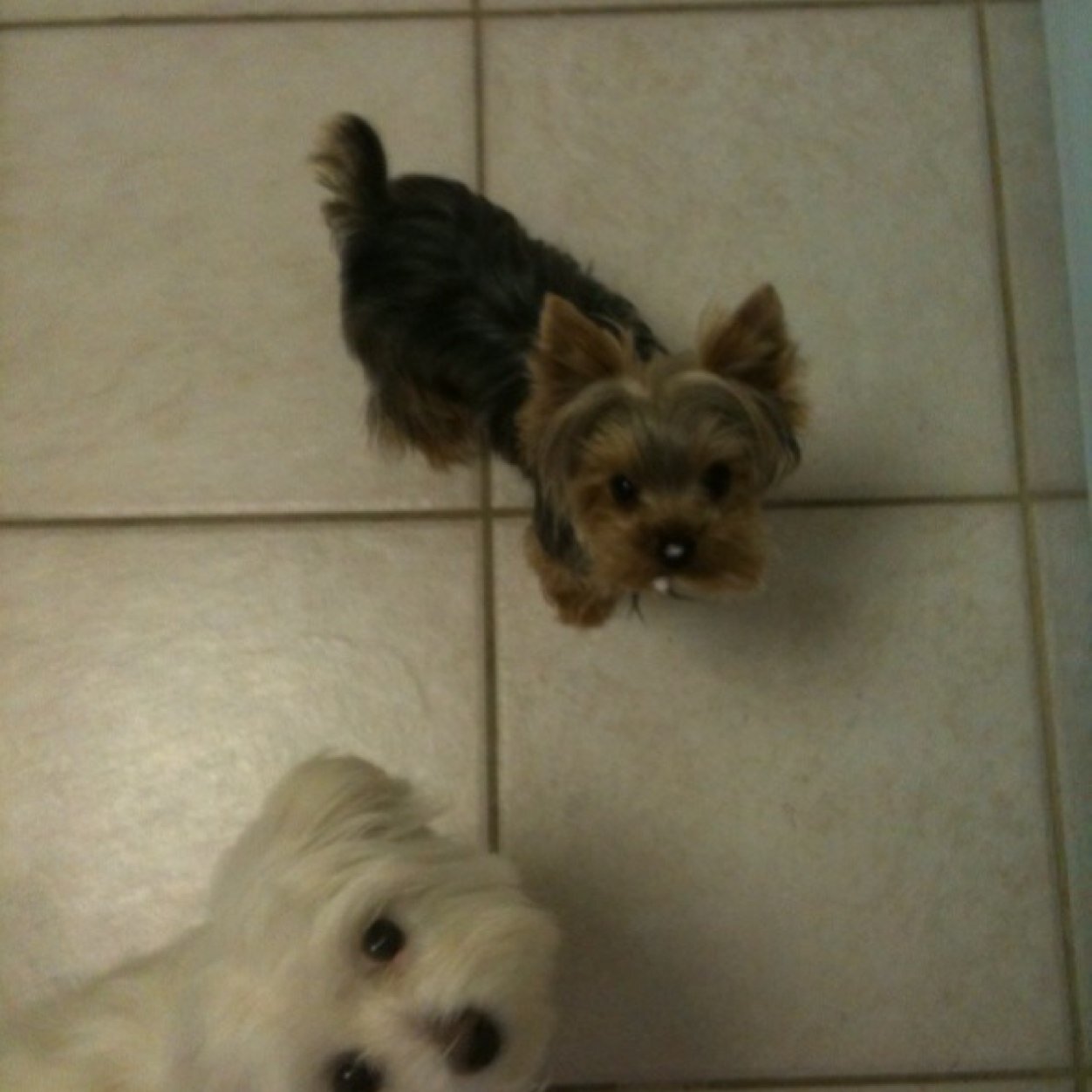 IndigoStar44's profile picture. 