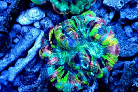 Wholesale Only. Please email us for an application at sales@gpsaquatics.com