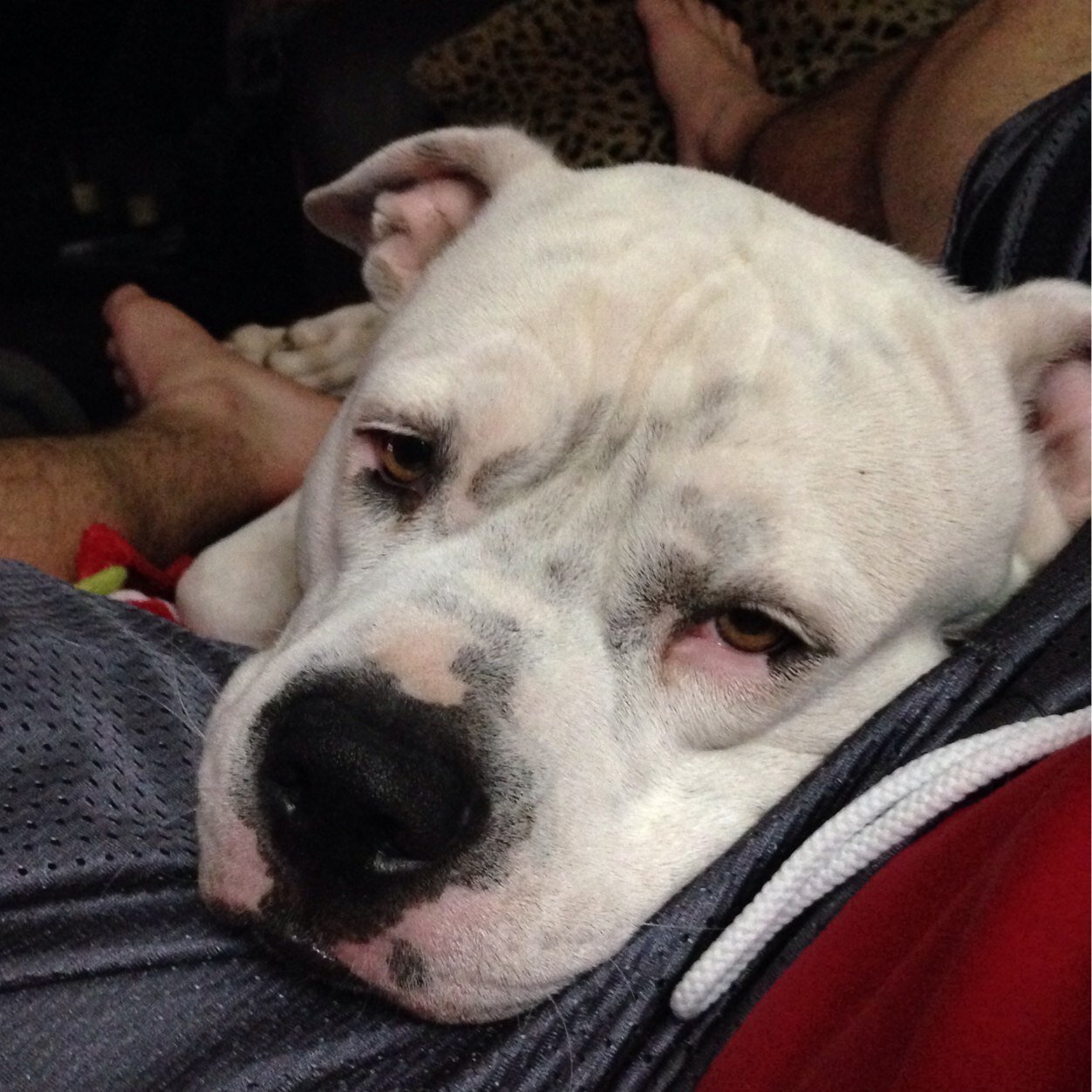 I'm just a dog tryna make it in this world. I love @maejenkins3 @shake_ya_nikes @knightrider2123 and Stacy Cochran