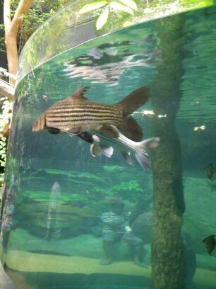 megat7718's profile picture. 