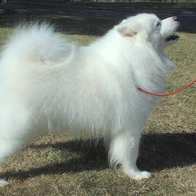 もふもふ犬画像 Mofmof Dog Twitter
