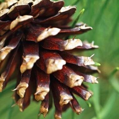 OrganicSoilSolu's profile picture. Serving Southern Oregon, Organic Soil Solutions and their partners have been providing locally blended soils for gardens at the best prices since 2007.