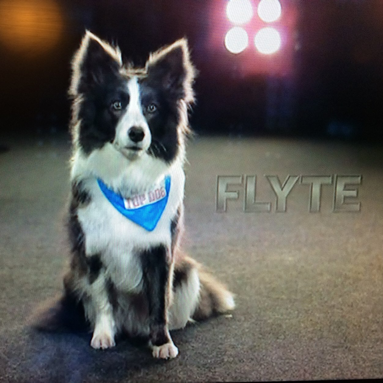 Flyte is a small blue and white border collie who competes in flyball, agility & dock dogs. She is from Lee Bear Border Collies.